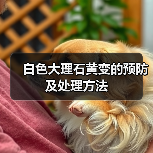 白色大理石黄变的预防及处理方法(图4) 白色大理石黄变的预防及处理方法(图4)